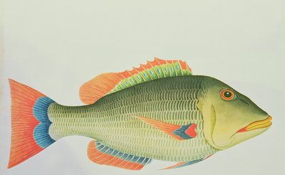 A Snapper of Norfolk Island, in the South Pacific, 1790 by George Raper